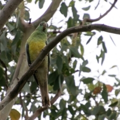 Psephotus haematonotus at Chapman, ACT - 31 Dec 2018