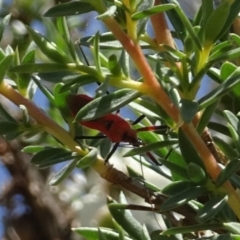 Gminatus australis (Orange assassin bug) at Sth Tablelands Ecosystem Park - 19 Dec 2018 by galah681