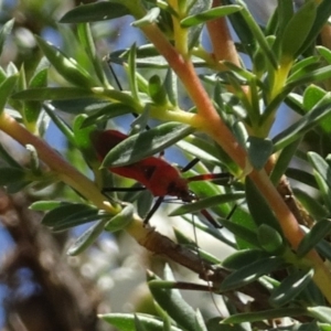 Gminatus australis at Molonglo Valley, ACT - 20 Dec 2018