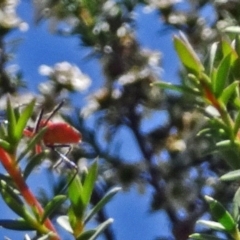 Gminatus australis at Molonglo Valley, ACT - 20 Dec 2018