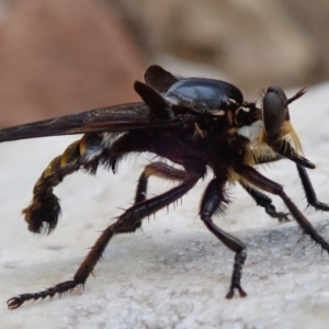 Blepharotes splendidissimus at Wombeyan Caves, NSW - 31 Dec 2018 01:14 PM