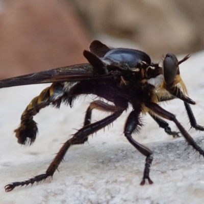 Blepharotes splendidissimus (Giant Blue Robber Fly) at Wombeyan Caves, NSW - 31 Dec 2018 by Laserchemisty