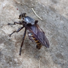 Blepharotes splendidissimus at Wombeyan Caves, NSW - 31 Dec 2018 01:14 PM