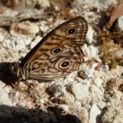 Geitoneura acantha (Ringed Xenica) at Wombeyan Caves, NSW - 1 Jan 2019 by Laserchemisty