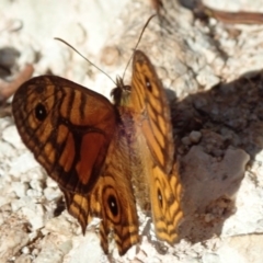 Geitoneura acantha at Wombeyan Caves, NSW - 1 Jan 2019 07:17 AM