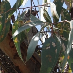 Anthochaera carunculata at Deakin, ACT - 2 Jan 2019