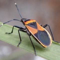Dindymus versicolor (Harlequin Bug) at Wombeyan Karst Conservation Reserve - 31 Dec 2018 by Laserchemisty