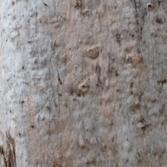 Dindymus versicolor at Wombeyan Caves, NSW - 31 Dec 2018 04:57 PM