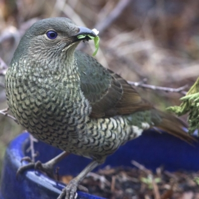 Ptilonorhynchus violaceus (Satin Bowerbird) at Spence, ACT - 20 Jul 2018 by Judith Roach