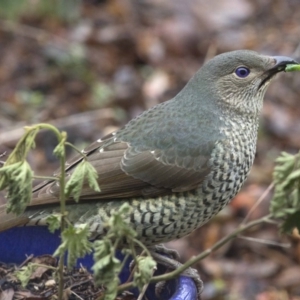 Ptilonorhynchus violaceus at Spence, ACT - 20 Jul 2018 10:53 AM