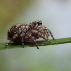 Salticidae (family) at Wombeyan Caves, NSW - 1 Jan 2019 07:35 AM