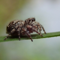 Salticidae (family) (Unidentified Jumping spider) at Wombeyan Karst Conservation Reserve - 31 Dec 2018 by Laserchemisty