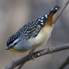 Pardalotus punctatus (Spotted Pardalote) at Paddys River, ACT - 12 Sep 2018 by JudithRoach