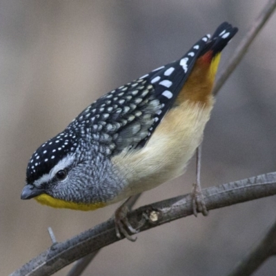 Pardalotus punctatus (Spotted Pardalote) at Tidbinbilla Nature Reserve - 12 Sep 2018 by Judith Roach