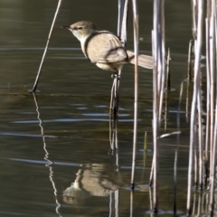 Acrocephalus australis (Australian Reed-Warbler) at Paddys River, ACT - 9 Oct 2018 by Judith Roach