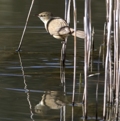 Acrocephalus australis (Australian Reed-Warbler) at Paddys River, ACT - 9 Oct 2018 by Judith Roach