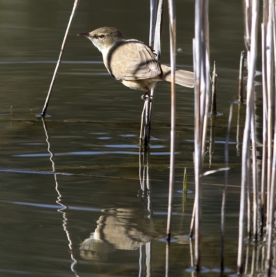 Acrocephalus australis (Australian Reed-Warbler) at Tidbinbilla Nature Reserve - 8 Oct 2018 by Judith Roach