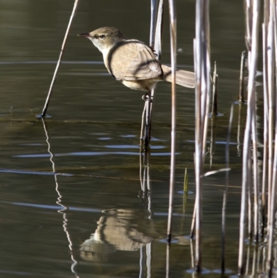Acrocephalus australis (Australian Reed-Warbler) at Paddys River, ACT - 8 Oct 2018 by Judith Roach