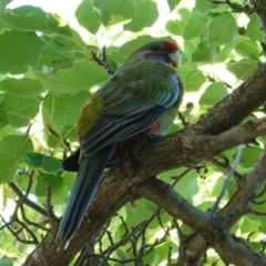 Platycercus elegans (Crimson Rosella) at Hughes, ACT - 2 Jan 2019 by JackyF