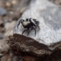 Salpesia (genus) (Salpesia Jumping Spider) at Wombeyan Caves, NSW - 31 Dec 2018 by Laserchemisty