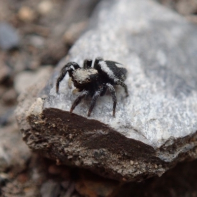 Salpesia sp. (genus) (Salpesia Jumping Spider) at Wombeyan Caves, NSW - 31 Dec 2018 by Laserchemisty