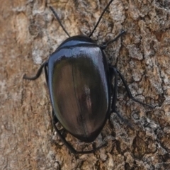 Chalcopteroides spectabilis (Rainbow darkling beetle) at Deakin, ACT - 2 Jan 2019 by JackyF