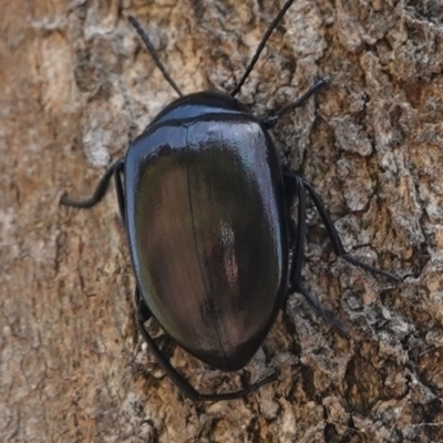 Chalcopteroides spectabilis (Rainbow darkling beetle) at Deakin, ACT - 2 Jan 2019 by JackyF