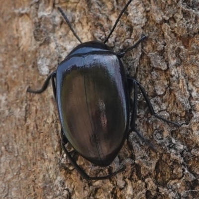 Chalcopteroides spectabilis (Rainbow darkling beetle) at Deakin, ACT - 1 Jan 2019 by JackyF