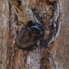 Chalcopteroides spectabilis at Deakin, ACT - 2 Jan 2019 10:24 AM