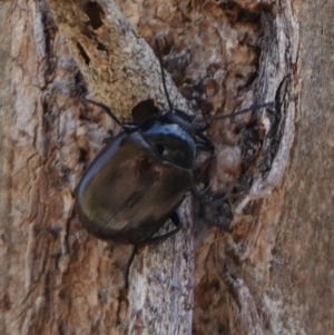 Chalcopteroides spectabilis at Deakin, ACT - 2 Jan 2019