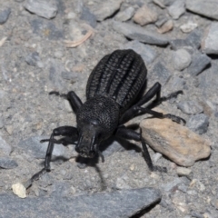 Talaurinus kirbii (Ground weevil) at Wombeyan Caves, NSW - 2 Jan 2019 by JudithRoach