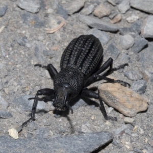 Talaurinus kirbii at Wombeyan Caves, NSW - 2 Jan 2019 06:31 AM