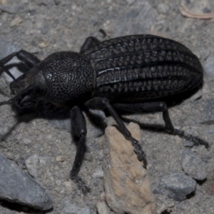 Talaurinus kirbii at Wombeyan Caves, NSW - 2 Jan 2019 06:31 AM