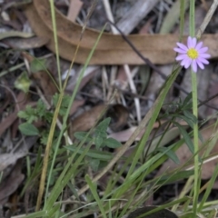 Unidentified Plant at Wombeyan Karst Conservation Reserve - 31 Dec 2018 by JudithRoach