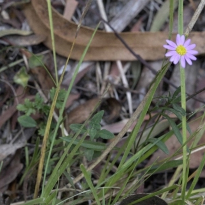 Unidentified Plant at Wombeyan Karst Conservation Reserve - 31 Dec 2018 by JudithRoach