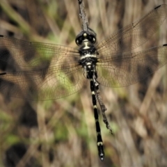 Eusynthemis guttata (Southern Tigertail) at Paddys River, ACT - 2 Jan 2019 by JohnBundock
