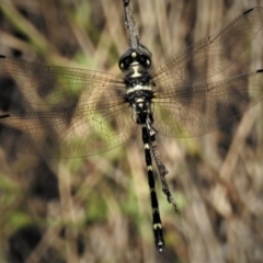 Eusynthemis guttata (Southern Tigertail) at Tidbinbilla Nature Reserve - 1 Jan 2019 by JohnBundock