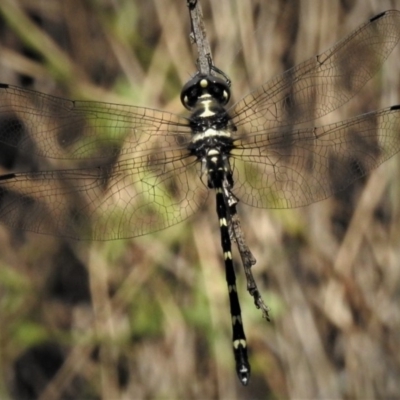 Eusynthemis guttata (Southern Tigertail) at Paddys River, ACT - 2 Jan 2019 by JohnBundock