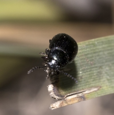 Chrysomelidae sp. (family) (Unidentified Leaf Beetle) at Wombeyan Caves, NSW - 2 Jan 2019 by JudithRoach