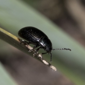 Chrysomelidae sp. (family) at Wombeyan Caves, NSW - 2 Jan 2019