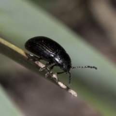 Chrysomelidae sp. (family) at Wombeyan Caves, NSW - 2 Jan 2019