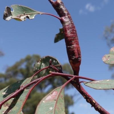 Unverified Insect at Deakin, ACT - 2 Jan 2019 by JackyF