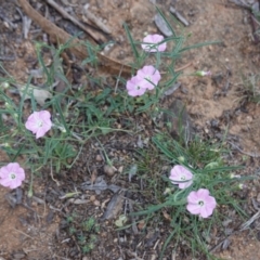 Convolvulus angustissimus subsp. angustissimus (Australian Bindweed) at Hughes Grassy Woodland - 1 Jan 2019 by JackyF