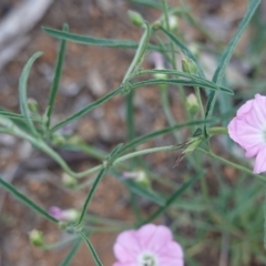 Convolvulus angustissimus subsp. angustissimus at Hughes, ACT - 2 Jan 2019