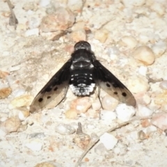 Anthrax sp. (genus) (Unidentified Anthrax bee fly) at Paddys River, ACT - 1 Jan 2019 by JohnBundock