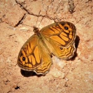 Geitoneura acantha at Paddys River, ACT - 2 Jan 2019