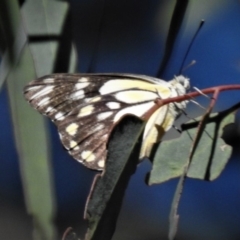 Belenois java (Caper White) at Tidbinbilla Nature Reserve - 1 Jan 2019 by JohnBundock