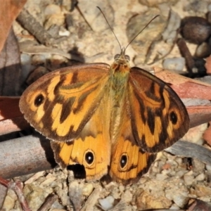 Heteronympha merope at Paddys River, ACT - 2 Jan 2019 09:20 AM