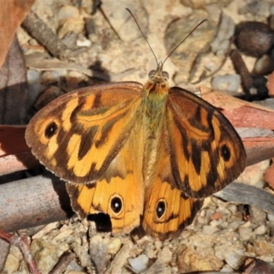 Heteronympha merope (Common Brown Butterfly) at Paddys River, ACT - 2 Jan 2019 by JohnBundock