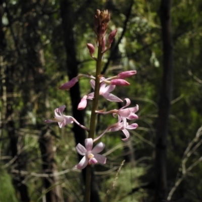 Dipodium roseum (Rosy Hyacinth Orchid) at Tidbinbilla Nature Reserve - 1 Jan 2019 by JohnBundock